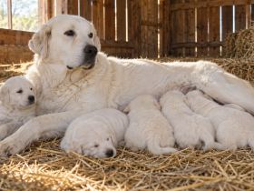 An Akbash mother dog lying in a barn with a litter of white puppies around her