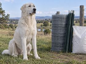 A large white Akbash dog sitting beside a stack of fencing materials and a bag of dog food