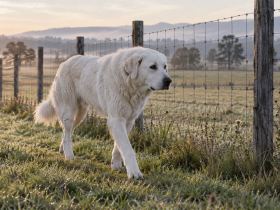 A white Akbash dog walking slowly along the inside of a field fence in early morning light