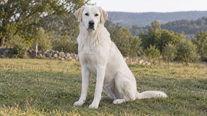 A white Akbash dog sitting and looking directly at the camera with ears relaxed