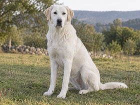 A white Akbash dog sitting and looking directly at the camera with ears relaxed