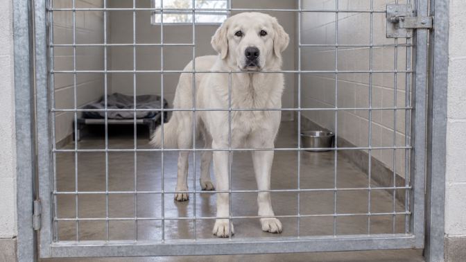 A large white Akbash-type dog looking through a shelter kennel door