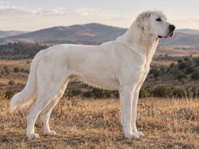 A white Akbash dog standing square in full side profile on dry grass