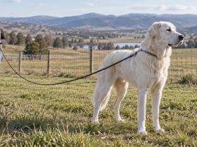 An adolescent Akbash on a long line in a fenced field, looking away from its handler toward the horizon