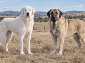 A white Akbash and a fawn Anatolian Shepherd with a dark mask standing in the same field