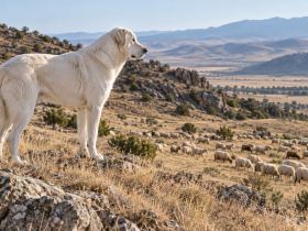 A lone white Akbash dog standing on a hillside above a flock of sheep