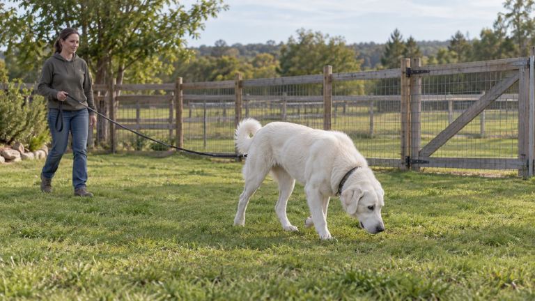 Adopted adult Akbash exploring a securely fenced yard on a long line